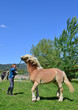 Au club d'équitation 2