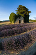 cabanon en pierre champ de lavande
