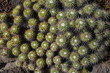 Mammillaria compressa