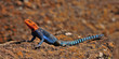 Orange-headed Agama Sunbathing in Nakuru lake, Kenya