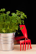 gardening time parsley and tools isolated on black
