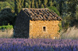 le cabanon en pierre au milieu du champ de lavande