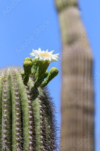 Photo: Saguaro Blossom Saguaro Blossom