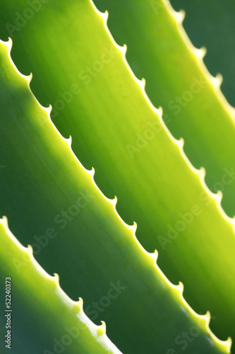 Photo: Aloe Vera Close-up Aloe Vera Close-up
