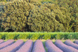 alignement vignes et champ de lavande