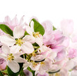 Foto: Apfelblüten und Japanische Kirschblüten Apfelblüten und Japanische Kirschblüten