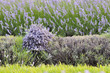 champ de lavande