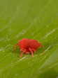 Foto: rote Samtmilbe frontal rote Samtmilbe frontal