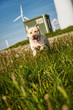 Labrador sprintet 2