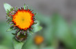 Red-yellow flower in the garden