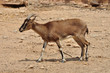 cretan wild goat