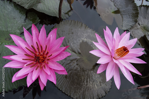 Photo: Couple of Nimphaea in Lake Toba. Couple of Nimphaea in Lake Toba.