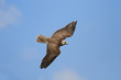 Greifvogel Falke