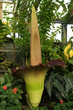 Titanwurz Botanischer Garten