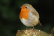 Singvogel Rotkehlchen
