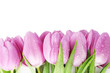 Beautiful bouquet of purple tulips, isolated on white