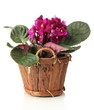 Bright saintpaulia in wooden flowerpot, isolated on white