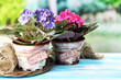 Bright saintpaulias on natural background