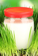 Glass bottle of milk standing on grass close up