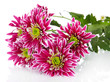 Bouquet of beautiful chrysanthemums isolated on white
