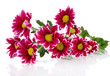 Bouquet of beautiful chrysanthemums isolated on white