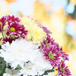 Bouquet of beautiful chrysanthemums on bright background