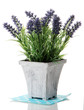 Beautiful lavender in wooden pot isolated on white