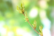 Blossoming buds on tree on bright background