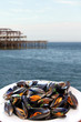 miesmuscheln am meer