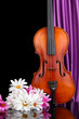 Classical violin on curtain background