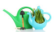 Green grass in decorative pot isolated on white