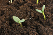 Green seedling growing from soil close-up.