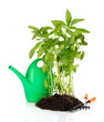 Pepper seedlings with garden tools isolated on white