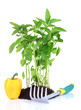 Pepper seedlings with garden tools isolated on white