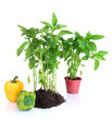 Pepper seedlings isolated on white