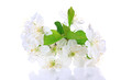 Beautiful cherry blossom isolated on white