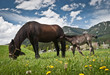 Photo: Young foal with his mother in a field ,Salzkammergut,Austria. Young foal with his mother in a field ,Salzkammergut,Austria.
