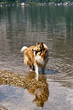 Scottish collie dog in a water of a lake