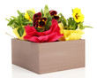 Beautiful pansies flowers in wooden crate isolated on white