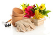 Beautiful spring flowers in wooden crate and gardening tools