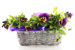 Foto: Beautiful pansies in basket isolated on white Beautiful pansies in basket isolated on white
