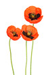 Poppy flowers isolated on white