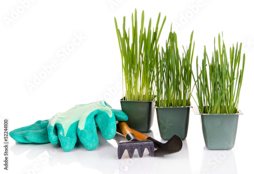 Photo: Seed boxes with seedling isolated on white Seed boxes with seedling isolated on white