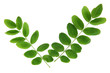 Green leaves isolated on white