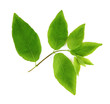 Green leaves isolated on white