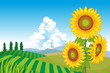 Sunflowers in Rural Scene