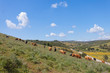 Portugal - Algarve - Budens
