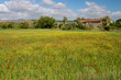 Beautiful field of Red Poppies in spring season