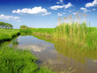 ponds and reed