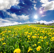 Löwenzahnwiese mit blauem Himmel und Wolken